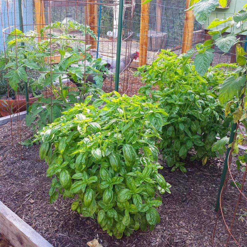 Basil Makes Tomatoes Feel Like A Summer Classic