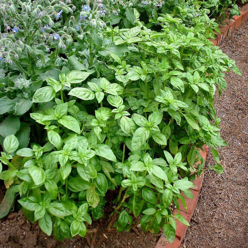 Basil Needs More Moisture Than Rosemary Tolerates Basil Needs More Moisture Than Rosemary Tolerates