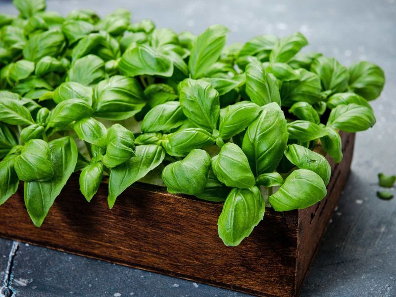 Basil (Ocimum Basilicum)