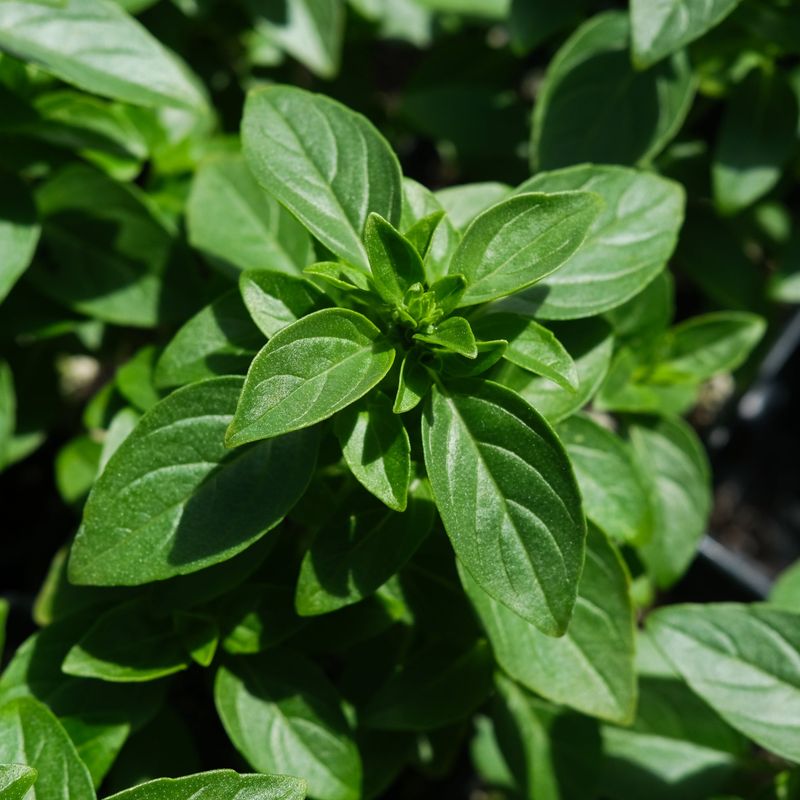 Basil (Ocimum basilicum) Grows Rapidly Once Nights Warm Up Basil (Ocimum basilicum) Grows Rapidly Once Nights Warm Up
