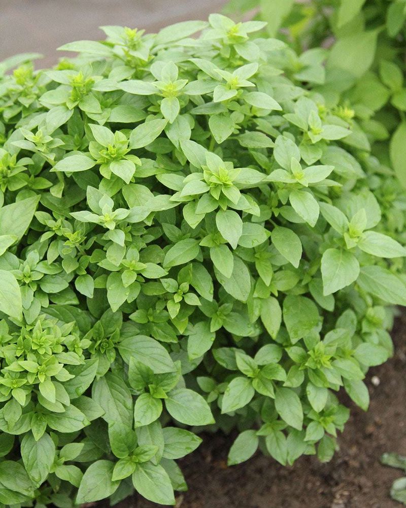 Basil (Ocimum basilicum) Helps Reduce Gnats Around Outdoor Seating Areas