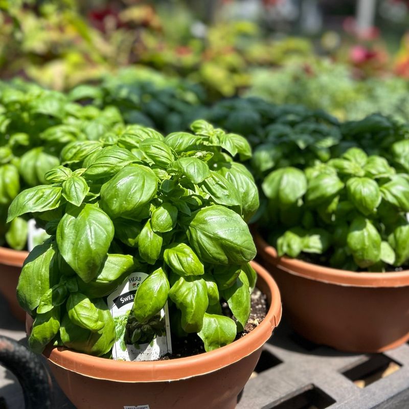 Basil Often Struggles With Too Much Fertilizer In Heat Basil Often Struggles With Too Much Fertilizer In Heat