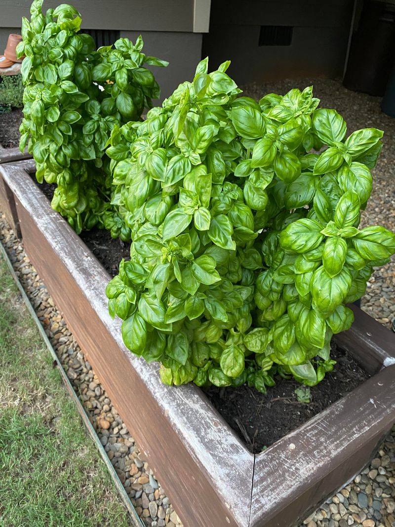 Basil Produces Noticeable Fragrance In Humid Weather Basil Produces Noticeable Fragrance In Humid Weather