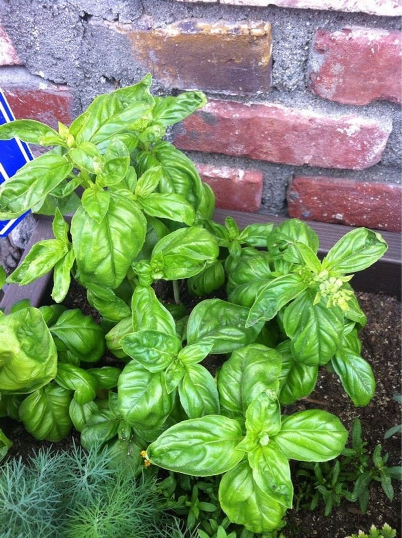 Basil Releases A Scent Mosquitoes Tend To Avoid