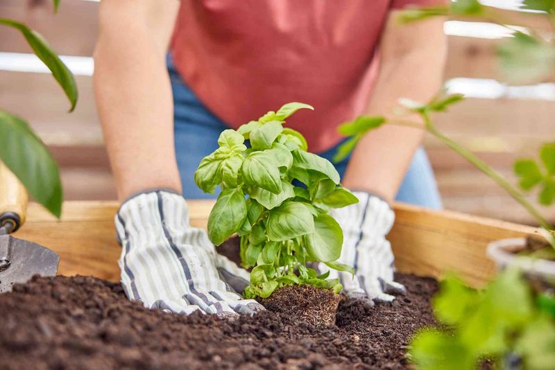 Basil Seedlings And Young Transplants