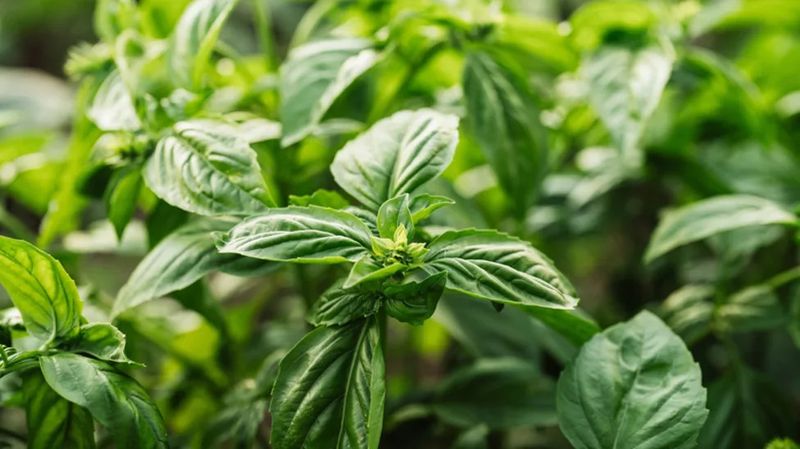Basil Struggles When Cool May Nights Linger