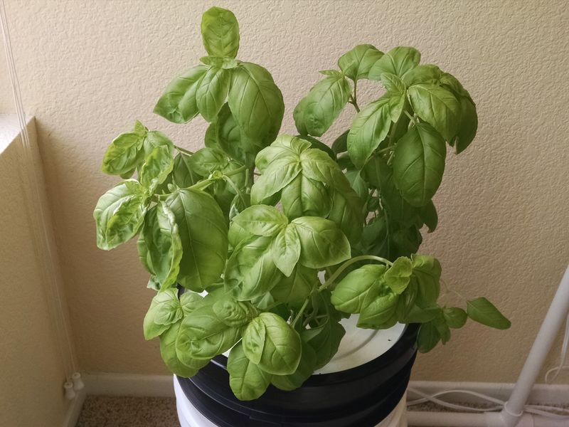 Basil Thrives In Warm May Weather And Grows Easily In Buckets