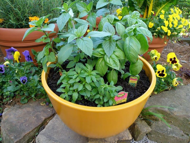 Basil Thrives In Warm Weather And Grows Easily In Pots