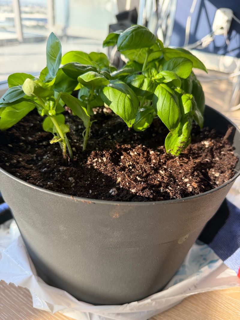 Basil Works Double Duty Near Outdoor Seating