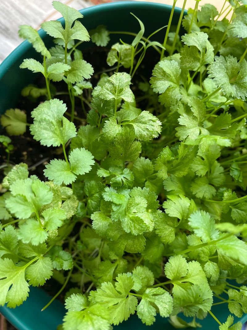 Cilantro