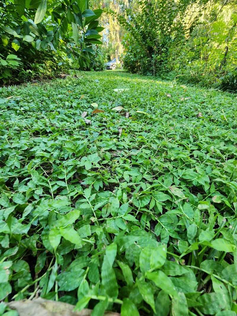 Basketgrass Fills Shady Yard Spaces