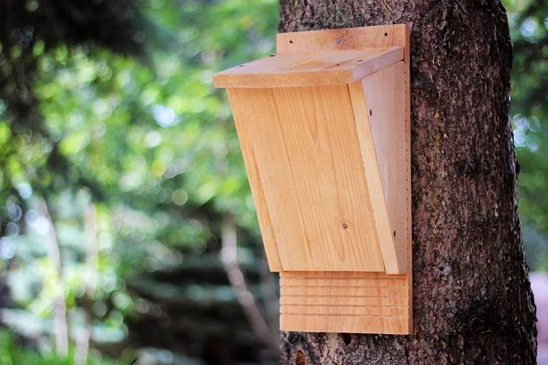 Bat Houses Become More Active During Warm Months Bat Houses Become More Active During Warm Months