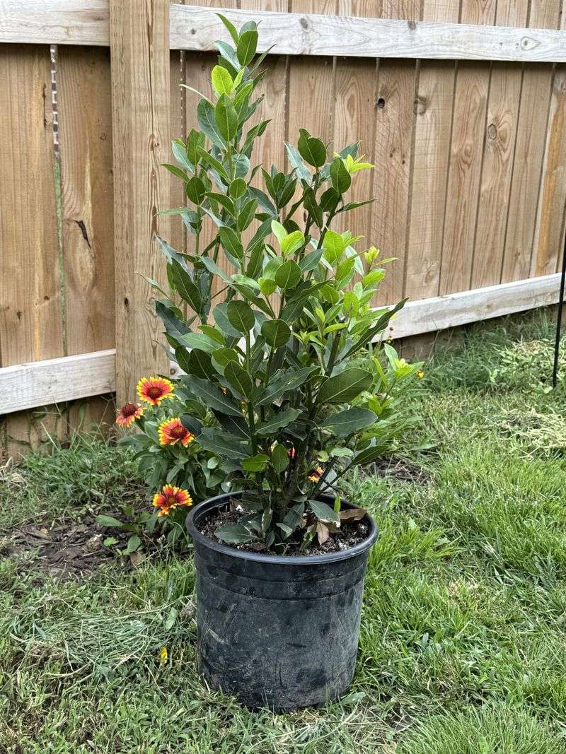 Bay Laurel Makes A Handsome, Useful Patio Shrub