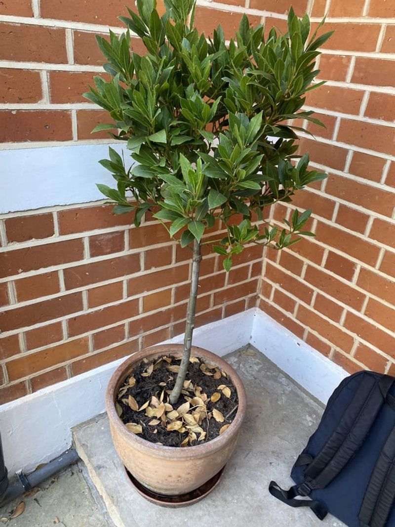 Bay Laurel Makes A Useful Patio Shrub