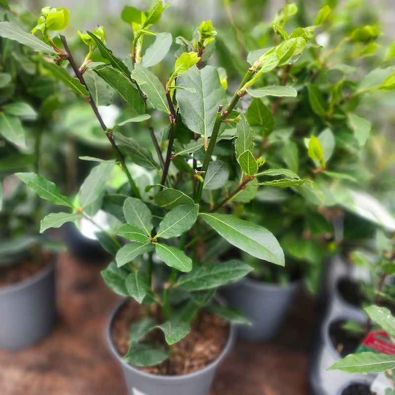 Bay Laurel Works Like A Handsome Patio Shrub