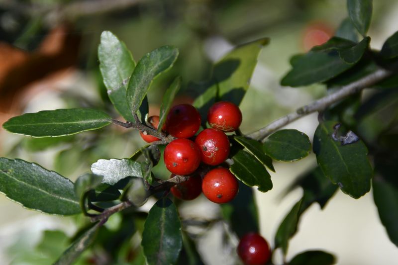 Bayberry Bayberry
