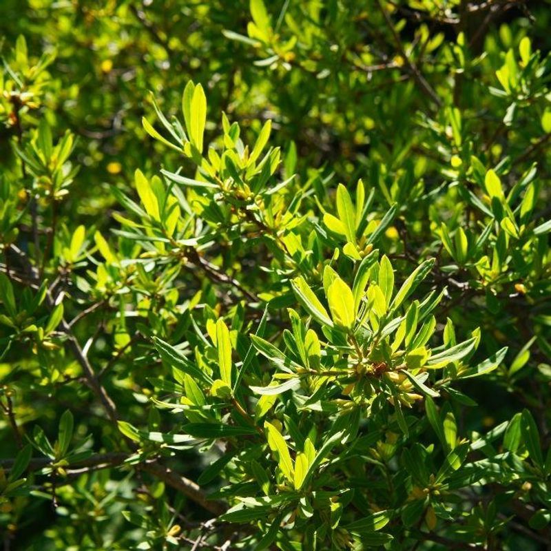 Bayberry Brings Texture And Screening Value Bayberry Brings Texture And Screening Value