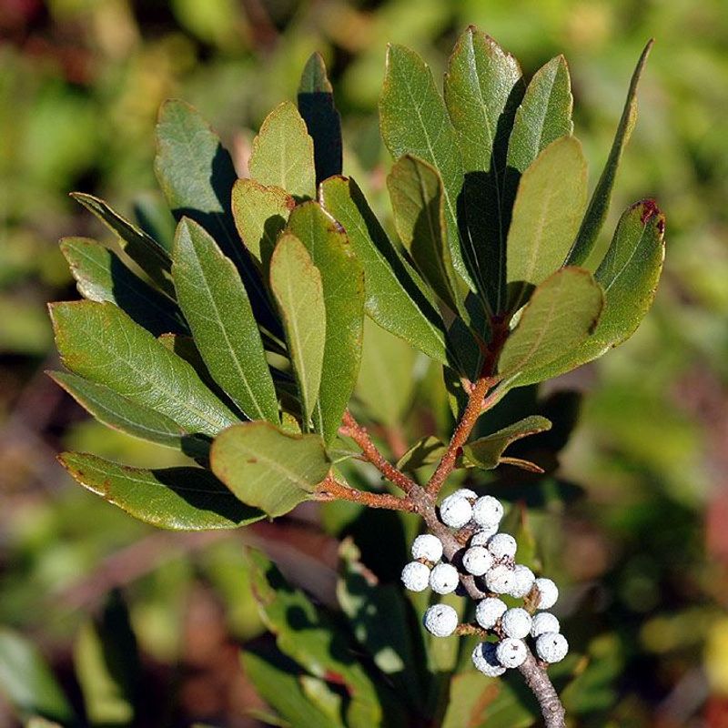 Bayberry