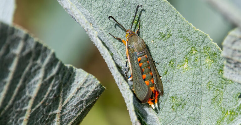 squash vine borer