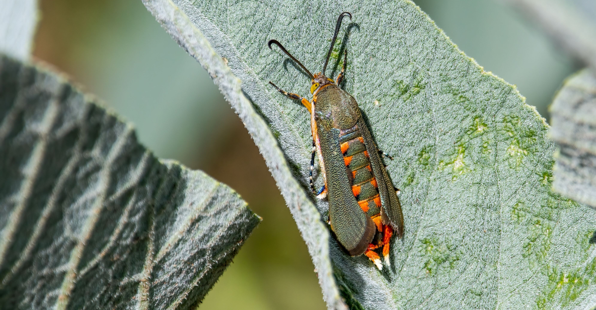 squash vine borer