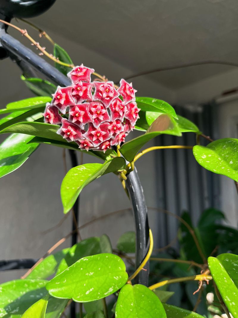 Be Patient As Hoyas Mature And Set Buds