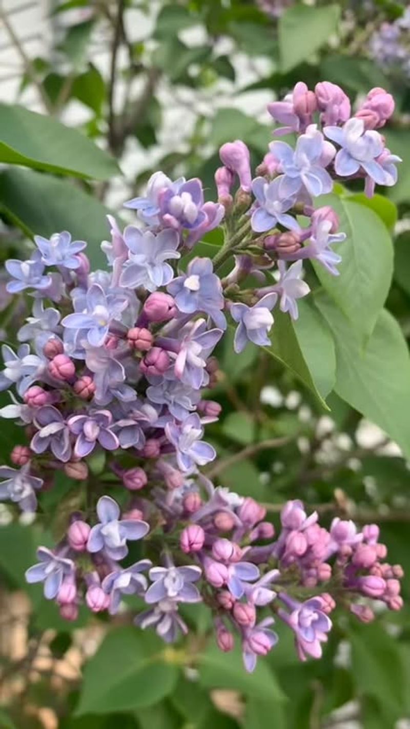 Be Patient Because Great Lilacs Take A Little Time