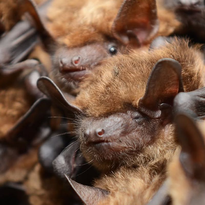 Be Patient While Bats Find The New Roost
