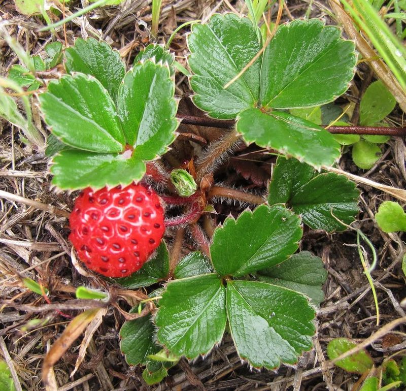 Beach Strawberry
