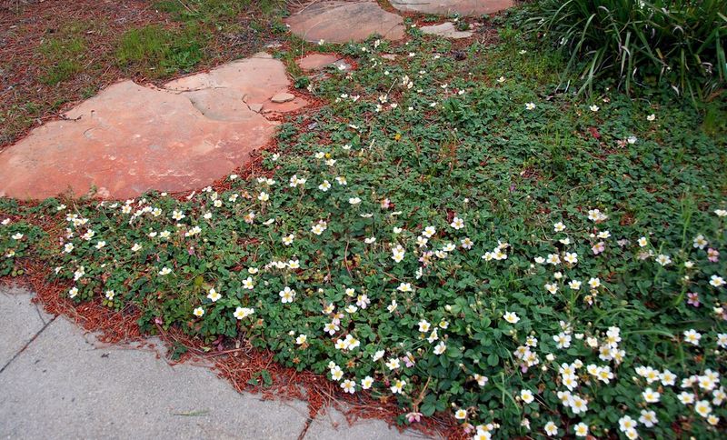 Beach Strawberry Covers Soil With Living Green Beach Strawberry Covers Soil With Living Green