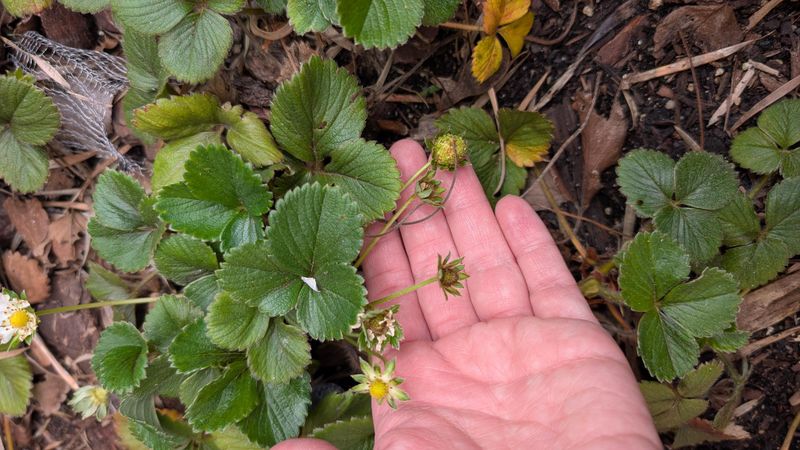 Beach Strawberry Covers Soil Without Looking Messy