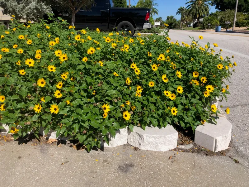 Beach Sunflower For Hot Coastal Spots