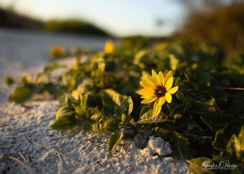 Beach Sunflower Handles Hot Sand And Summer Rain