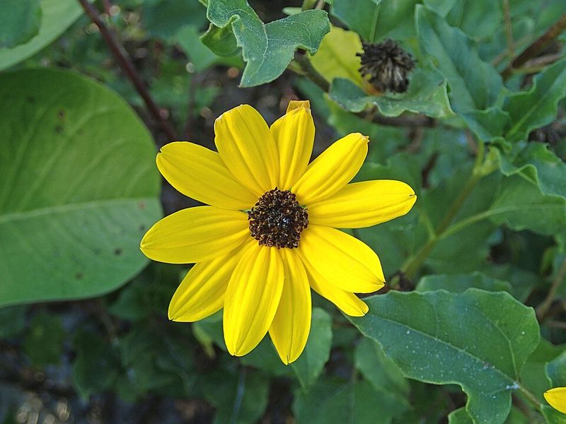 Beach Sunflower Spreads Color Through Hot Sunny Beds