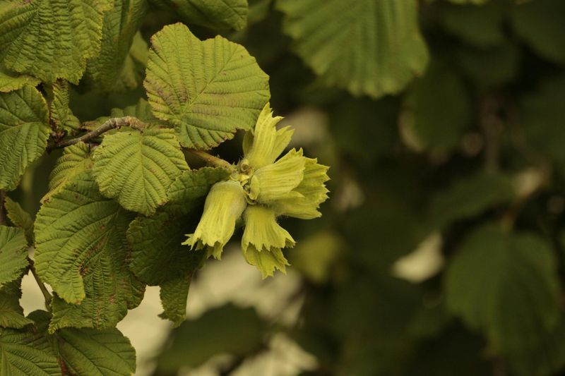 Beaked Hazelnut
