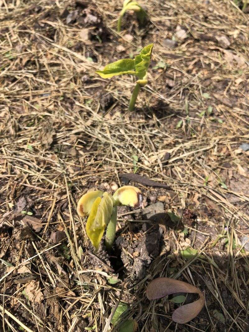 Beans May Rot Before Sprouting