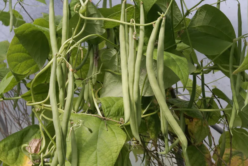Beans (Phaseolus vulgaris)
