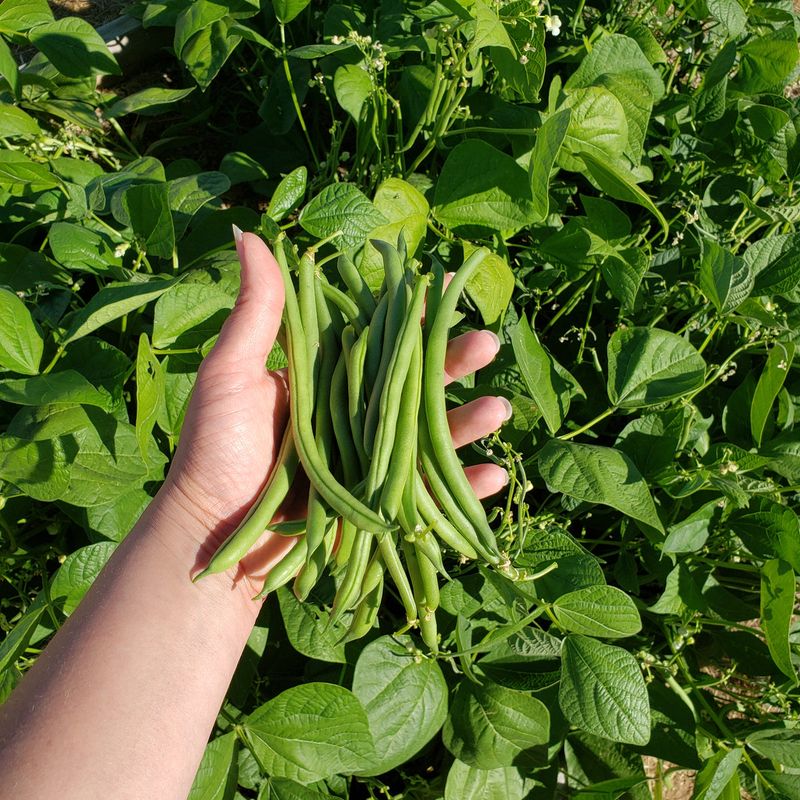 Beans Still Have Time To Grow Fast From Seed
