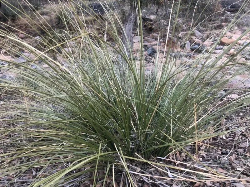 Bear Grass Survives Dry Conditions Without Much Trouble