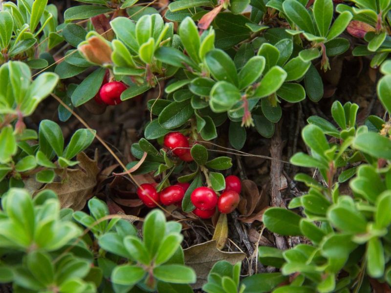 Bearberry Spreads Through Sunny Dry Spaces Bearberry Spreads Through Sunny Dry Spaces