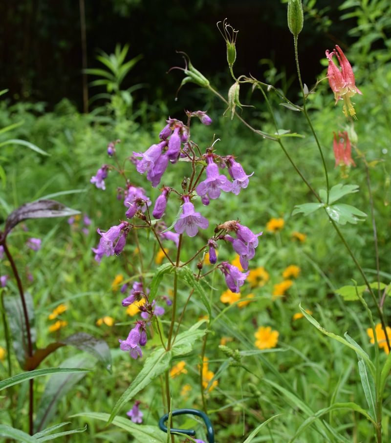 Beardtongue Brings Tubular Blooms To Native Gardens
