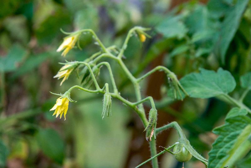 Beat Blossom Drop During Ohio Heat Swings