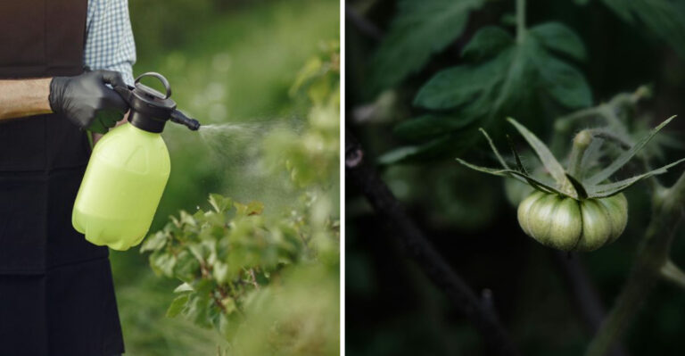 Beat The Heat With 7 Tomato Growing Secrets Straight From Missouri Gardens