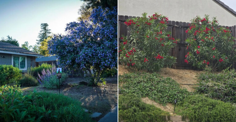 Beautiful California Shrubs That Can Be Risky Near Entryways In Fire Zones
