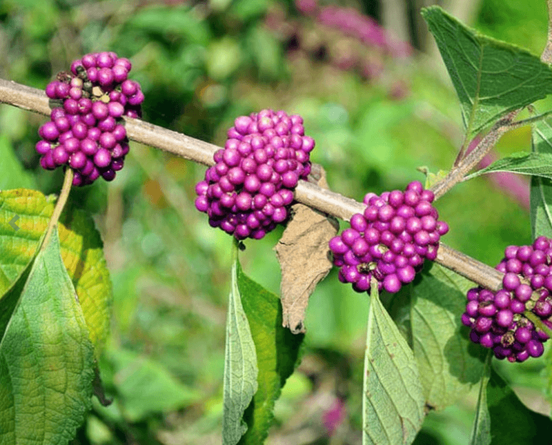 Beautyberry Benefits From Light Shaping Only