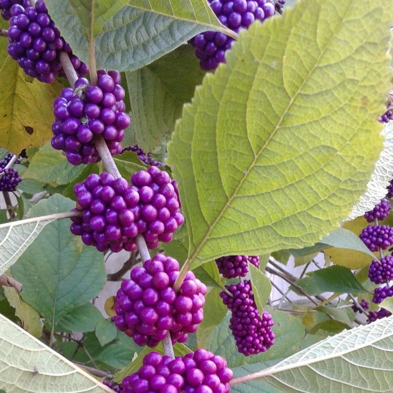 Beautyberry Brings Purple Fruit And Native Shrub Color Beautyberry Brings Purple Fruit And Native Shrub Color