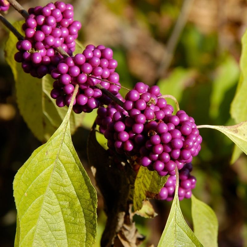 Beautyberry Made Dry Shade Feel More Alive Beautyberry Made Dry Shade Feel More Alive