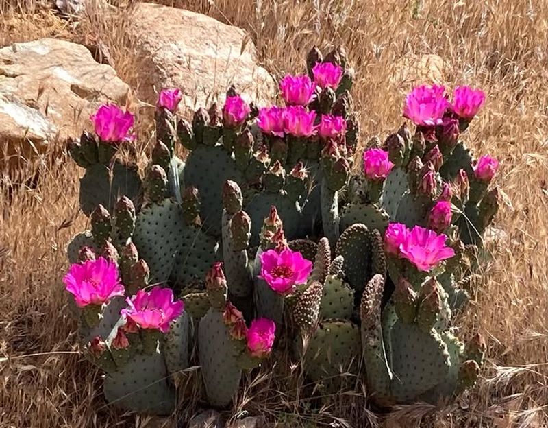 Beavertail Cactus Produces Large Pink Flowers In Spring