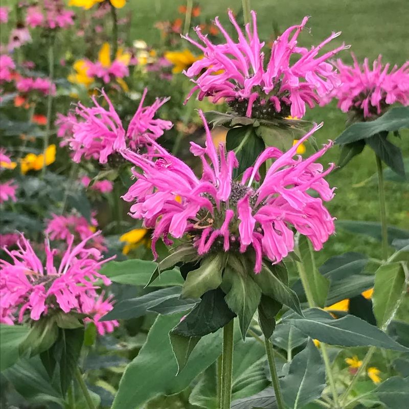 Bee Balm
