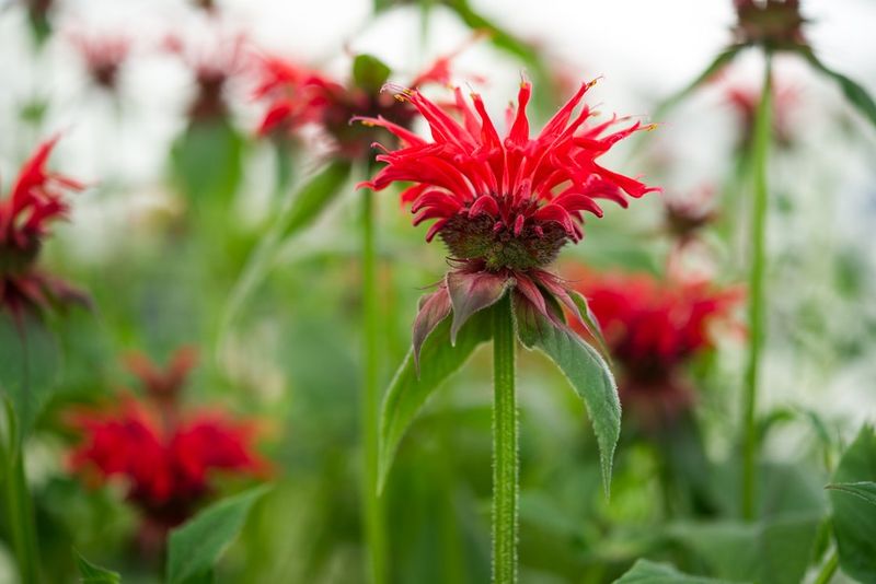 Bee Balm