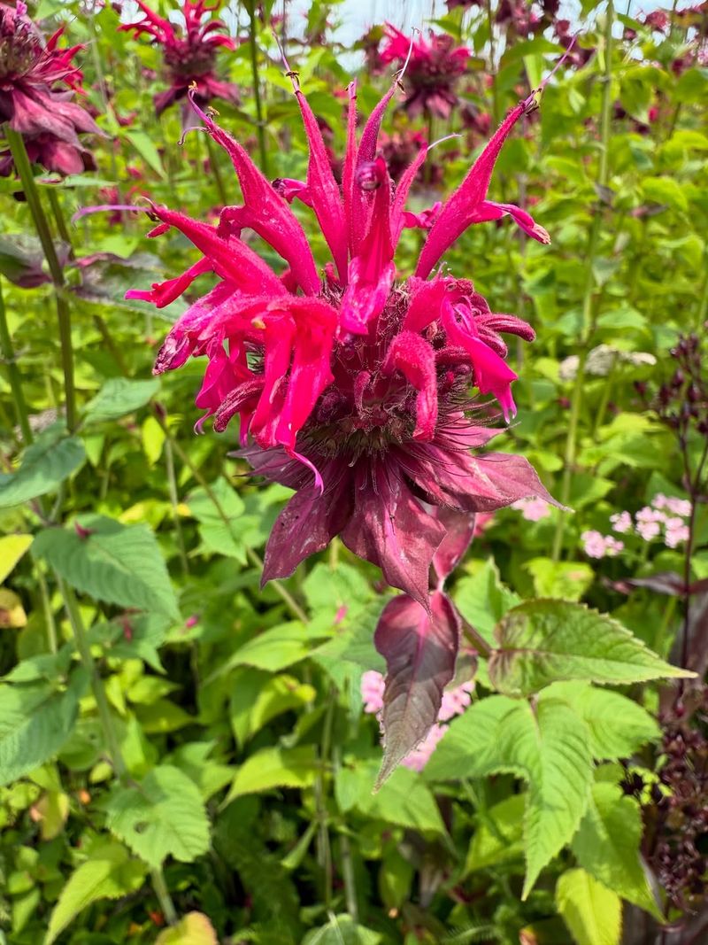 Bee Balm